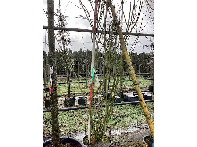 Sering - meerstammige boom - afbeelding 2 van  2