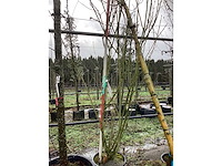 Sering - meerstammige boom - afbeelding 2 van  2