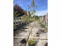 Sering - meerstammige boom