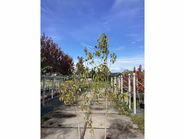 Sering - meerstammige boom - afbeelding 2 van  2