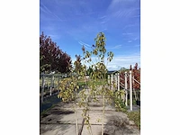 Sering - meerstammige boom - afbeelding 2 van  2
