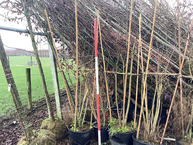 Sering diverse kleuren - meerstammige boom (3x) - afbeelding 1 van  2