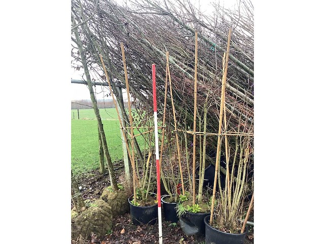 Sering diverse kleuren - meerstammige boom (3x) - afbeelding 2 van  2