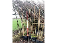 Sering diverse kleuren - meerstammige boom (3x) - afbeelding 2 van  2