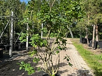 Sering, syringa 'michel buchner', sierheester, paarse bloei, ca. 150-175 cm hoog