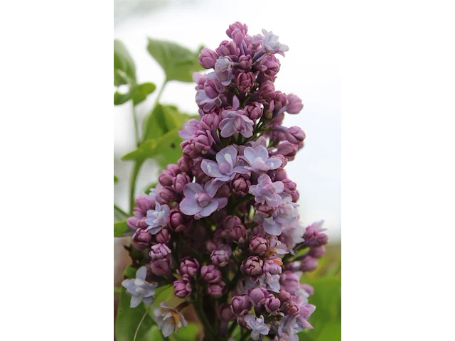Sering, syringa 'michel buchner', sierheester, paarse bloei, ca. 150-175 cm hoog - afbeelding 3 van  3