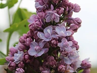 Sering, syringa 'michel buchner', sierheester, paarse bloei, ca. 150-175 cm hoog - afbeelding 3 van  3