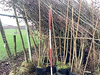 Sering twee kleuren - vormbomen (2x) - afbeelding 2 van  2