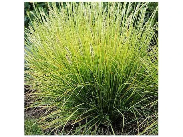 Sesleria autumnalis - planten in pot (40x) - afbeelding 1 van  1