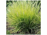 Sesleria autumnalis - planten met pot (30x)
