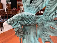 Sfd siamese kempfish - afbeelding 4 van  4