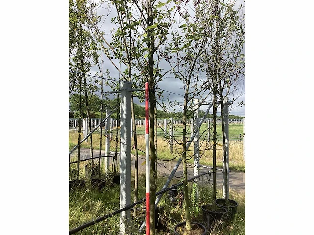 Siekers - parkboom - afbeelding 2 van  2