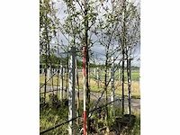 Siekers - parkboom - afbeelding 2 van  2