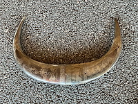 Sieraden doos en dierenhoorn - afbeelding 4 van  5