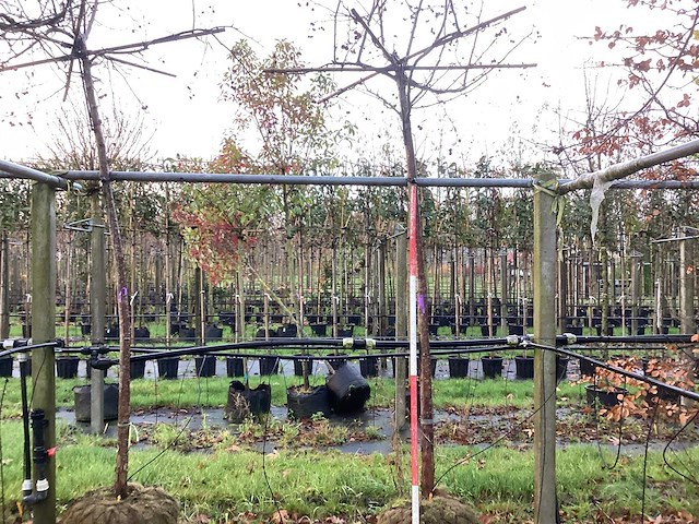 Sierappel - dakbomen (2x) - afbeelding 1 van  3