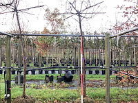 Sierappel - dakbomen (2x) - afbeelding 1 van  3