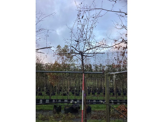 Sierappel - dakbomen (2x) - afbeelding 2 van  3