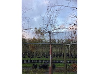 Sierappel - dakbomen (2x) - afbeelding 2 van  3