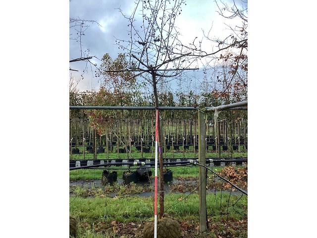 Sierappel - dakbomen (2x) - afbeelding 3 van  3