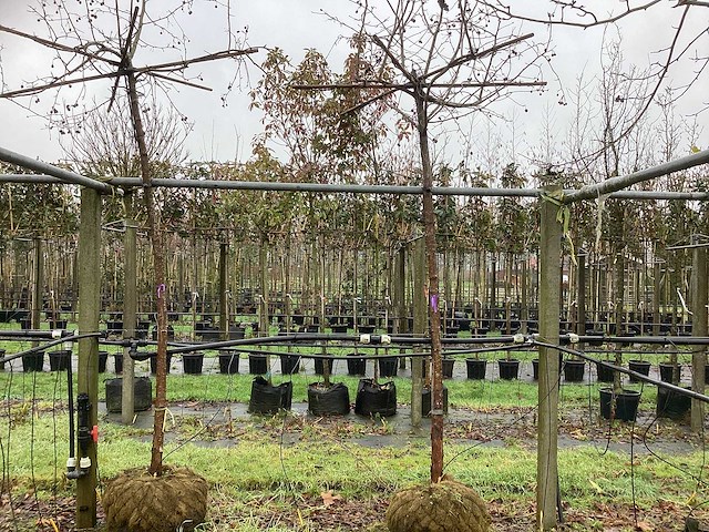 Sierappel - dakboom (2x) - afbeelding 1 van  3