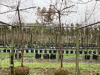 Sierappel - dakboom (2x) - afbeelding 1 van  3