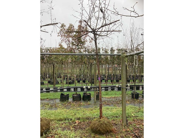 Sierappel - dakboom (2x) - afbeelding 2 van  3