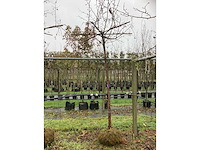Sierappel - dakboom (2x) - afbeelding 2 van  3