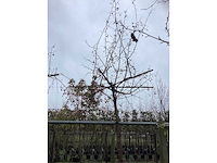 Sierappel - dakboom (2x) - afbeelding 3 van  3