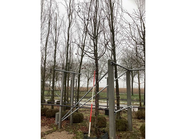 Sierappel - laanboom - afbeelding 2 van  3