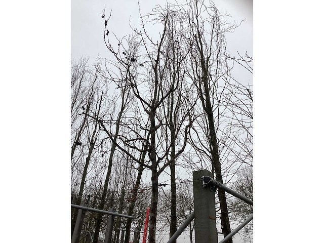 Sierappel - laanboom - afbeelding 3 van  3