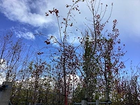 Sierappel - laanboom
