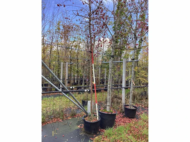 Sierappel - laanboom - afbeelding 2 van  2
