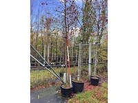 Sierappel - laanboom - afbeelding 2 van  2