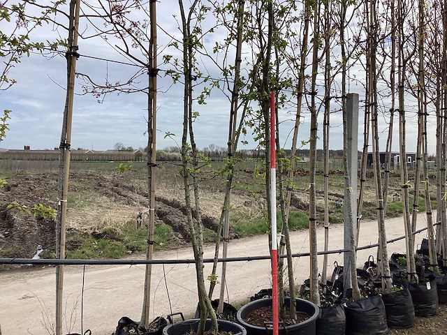 Sierappel - meerstammige bomen (2x) - afbeelding 1 van  2
