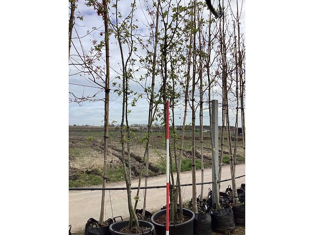 Sierappel - meerstammige bomen (2x) - afbeelding 2 van  2