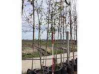 Sierappel - meerstammige bomen (2x) - afbeelding 2 van  2
