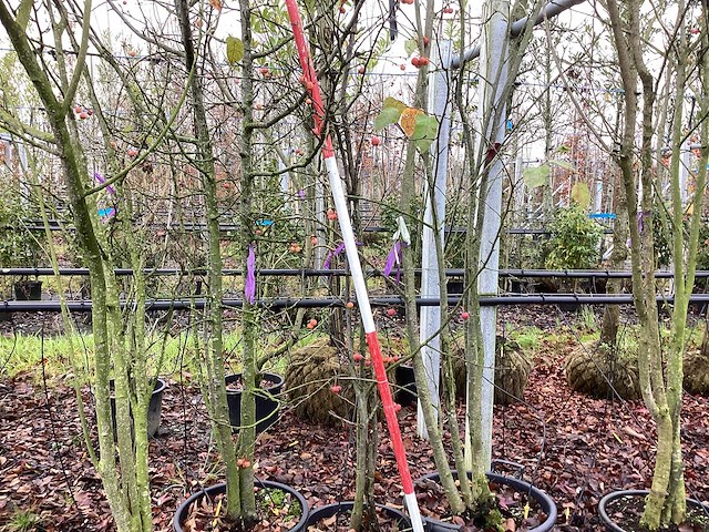 Sierappel - meerstammige bomen (3x) - afbeelding 1 van  2