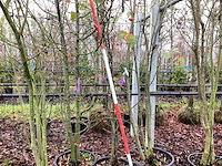 Sierappel - meerstammige bomen (3x) - afbeelding 1 van  2