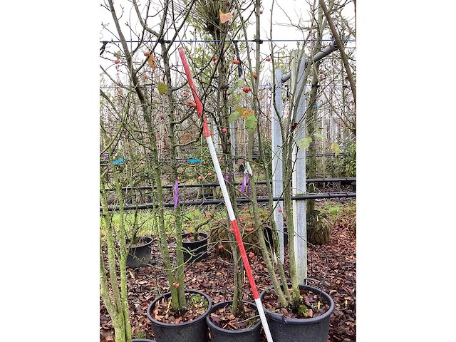 Sierappel - meerstammige bomen (3x) - afbeelding 2 van  2