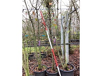 Sierappel - meerstammige bomen (3x) - afbeelding 2 van  2