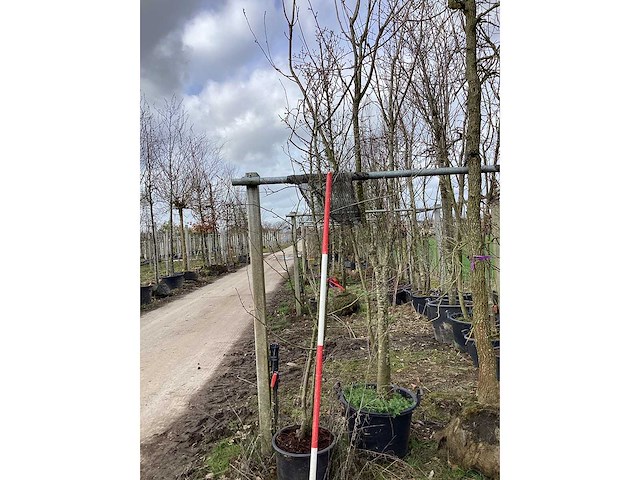 Sierappel - meerstammige bomen - afbeelding 1 van  1