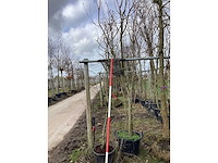 Sierappel - meerstammige bomen - afbeelding 1 van  1