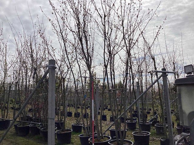 Sierappel - meerstammige bomen - afbeelding 1 van  2