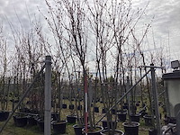 Sierappel - meerstammige bomen - afbeelding 1 van  2