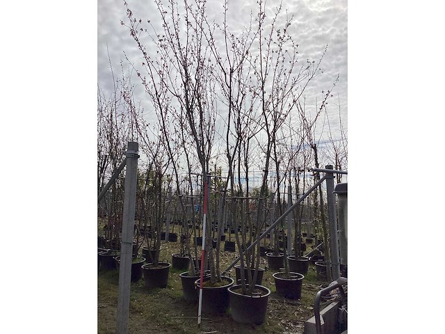 Sierappel - meerstammige bomen - afbeelding 2 van  2