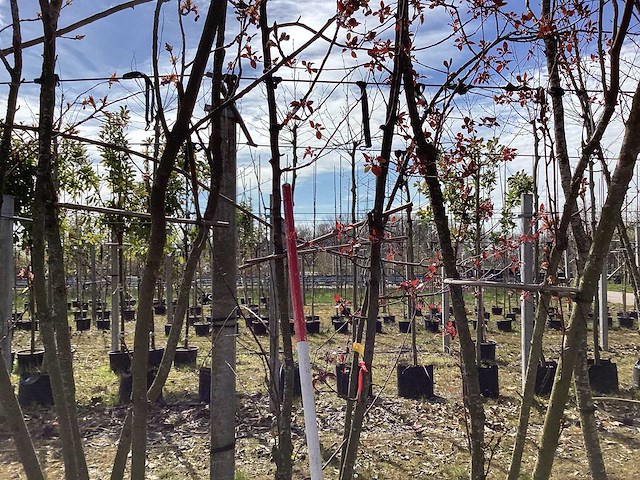 Sierappel - meerstammige bomen - afbeelding 1 van  2