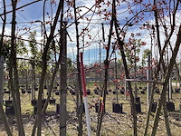 Sierappel - meerstammige bomen - afbeelding 1 van  2