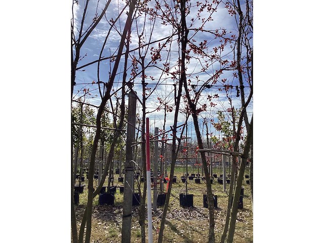 Sierappel - meerstammige bomen - afbeelding 2 van  2