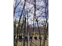 Sierappel - meerstammige bomen - afbeelding 2 van  2