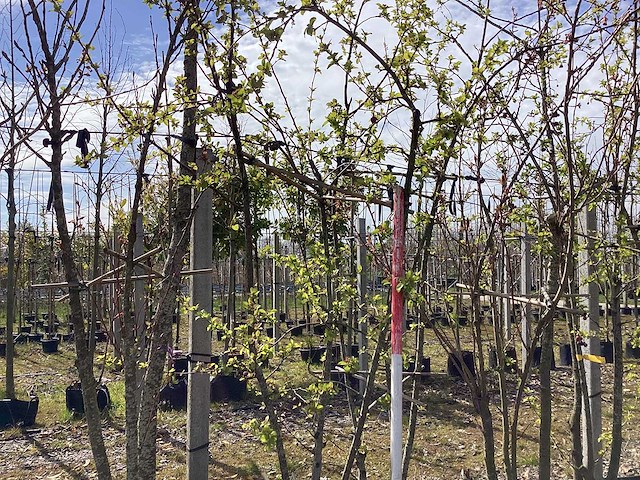 Sierappel - meerstammige bomen - afbeelding 1 van  2